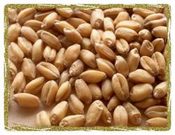 Пшеница - Отборы из местных и селекционных сортов
