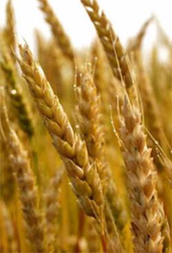 Пшеница - Виды пшеницы