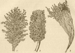 Сорго - Ботаническое описание и биологические особенности