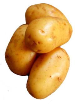 Картофель - Народнохозяйственное значение и распространение