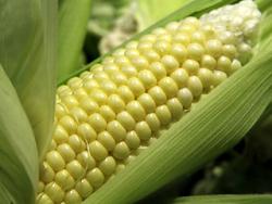 Кукуруза - Народнохозяйственное значение и распространение