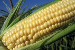 Кукуруза - Ботаническое описание и биологические особенности
