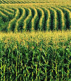 Кукуруза - Создание неполегающих форм