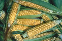 Кукуруза - Задачи селекции