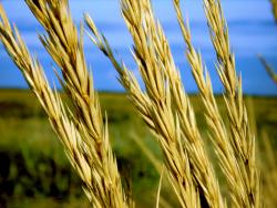 Пшеница - Спонтанная гибридизация
