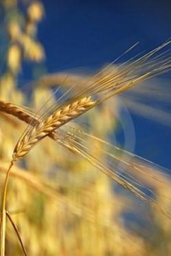 Пшеница - Методы оценки селекционного материала2