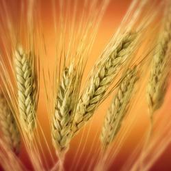 Пшеница - Народнохозяйственное значение и распространение