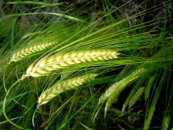 Пшеница - Ботаническое описание