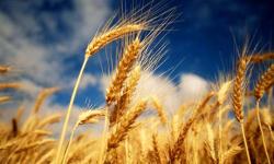 Пшеница - Задачи селекции