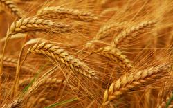 Пшеница - Методы отбора