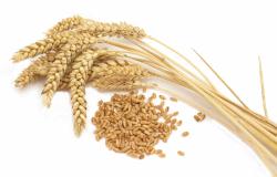Пшеница - Создание гибридной пшеницы