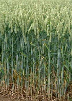 Пшеница - Межродовые скрещивания