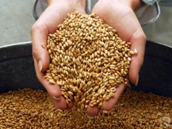 Пшеница - Создание озимой твердой пшеницы