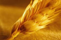 Пшеница - Систематика и происхождение3