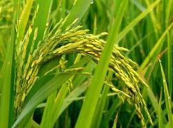 Рис - Селекция на устойчивость к осыпанию