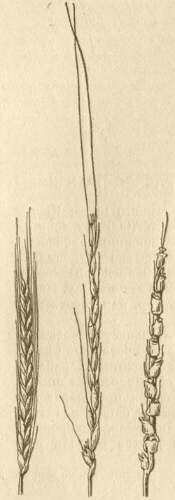 Пшеница - Систематика и происхождение