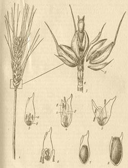 Пшеница - Биологические особенности