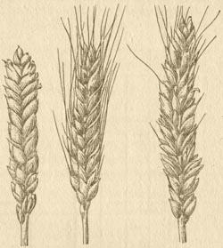 Пшеница - Генетика1