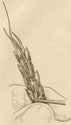 Пшеница - Методы оценки селекционного материала