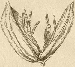 Рис - Ботаническое описание и биологические особенности