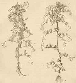 Горох - Ботаническое описание
