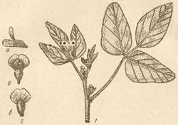 Соя - Ботаническое описание