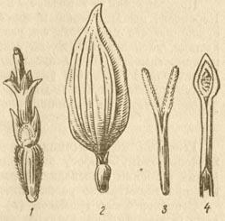 Подсолнечник - Ботаническое описание и биологические особенности