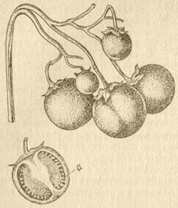 Картофель - Ботаническое описание и биологические особенности3