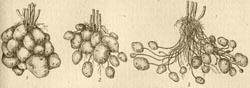 Картофель - Селекция на повышенное содержание крахмала и белка в клубнях